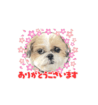 シーズー犬 よく使う日常スタンプ（個別スタンプ：11）