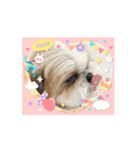 シーズー犬 よく使う日常スタンプ（個別スタンプ：14）