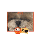 シーズー犬 よく使う日常スタンプ（個別スタンプ：16）