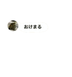 わけのわからないうちのカメのスタンプ（個別スタンプ：4）