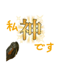 わけのわからないうちのカメのスタンプ（個別スタンプ：14）