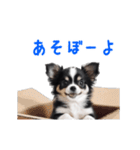 動く！元気いっぱい☆チワワ（個別スタンプ：1）