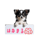 動く！元気いっぱい☆チワワ（個別スタンプ：2）