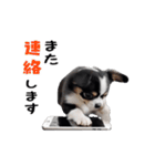 動く！元気いっぱい☆チワワ（個別スタンプ：3）
