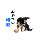 動く！元気いっぱい☆チワワ（個別スタンプ：4）