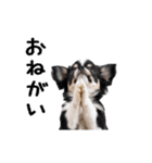 動く！元気いっぱい☆チワワ（個別スタンプ：5）