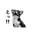 動く！元気いっぱい☆チワワ（個別スタンプ：6）