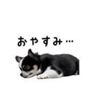 動く！元気いっぱい☆チワワ（個別スタンプ：11）