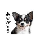 動く！元気いっぱい☆チワワ（個別スタンプ：13）