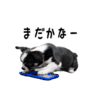 動く！元気いっぱい☆チワワ（個別スタンプ：22）
