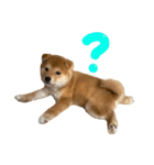 ぽん部長の日常（個別スタンプ：4）