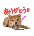 ぽん部長の日常（個別スタンプ：20）
