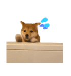 ぽん部長の日常（個別スタンプ：24）