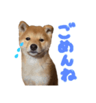 ぽん部長の日常（個別スタンプ：28）