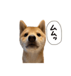 ぽん部長の日常（個別スタンプ：30）