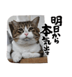 保護猫カフェかくれ家2（個別スタンプ：1）