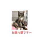 保護猫カフェかくれ家2（個別スタンプ：2）
