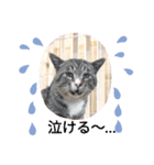 保護猫カフェかくれ家2（個別スタンプ：3）