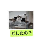 保護猫カフェかくれ家2（個別スタンプ：8）