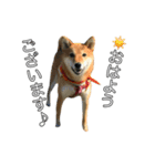 ももちゃんと。（個別スタンプ：1）