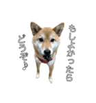 ももちゃんと。（個別スタンプ：4）