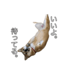 ももちゃんと。（個別スタンプ：5）