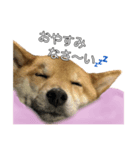 ももちゃんと。（個別スタンプ：6）