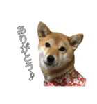 ももちゃんと。（個別スタンプ：7）