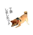 ももちゃんと。（個別スタンプ：8）