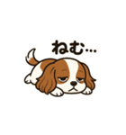 キャバリア きなこの日常（個別スタンプ：9）