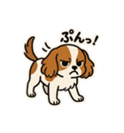 キャバリア きなこの日常（個別スタンプ：11）