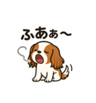 キャバリア きなこの日常（個別スタンプ：14）