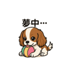 キャバリア きなこの日常（個別スタンプ：22）