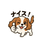 キャバリア きなこの日常（個別スタンプ：31）