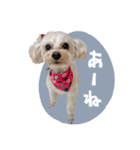 CONALUA♡Yorkiepoo  2（個別スタンプ：1）