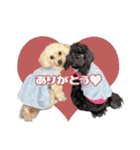 CONALUA♡Yorkiepoo  2（個別スタンプ：2）