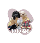 CONALUA♡Yorkiepoo  2（個別スタンプ：3）