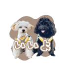 CONALUA♡Yorkiepoo  2（個別スタンプ：4）