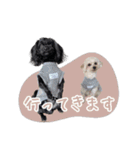 CONALUA♡Yorkiepoo  2（個別スタンプ：6）