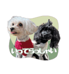CONALUA♡Yorkiepoo  2（個別スタンプ：7）