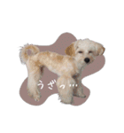 CONALUA♡Yorkiepoo  2（個別スタンプ：9）