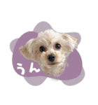 CONALUA♡Yorkiepoo  2（個別スタンプ：10）