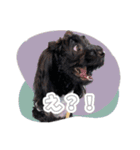 CONALUA♡Yorkiepoo  2（個別スタンプ：11）