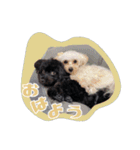CONALUA♡Yorkiepoo  2（個別スタンプ：13）