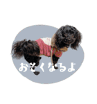 CONALUA♡Yorkiepoo  2（個別スタンプ：14）