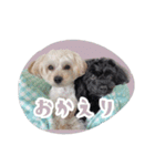 CONALUA♡Yorkiepoo  2（個別スタンプ：15）