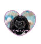 CONALUA♡Yorkiepoo  2（個別スタンプ：16）