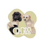CONALUA♡Yorkiepoo  2（個別スタンプ：17）