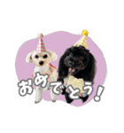 CONALUA♡Yorkiepoo  2（個別スタンプ：19）