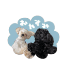 CONALUA♡Yorkiepoo  2（個別スタンプ：20）